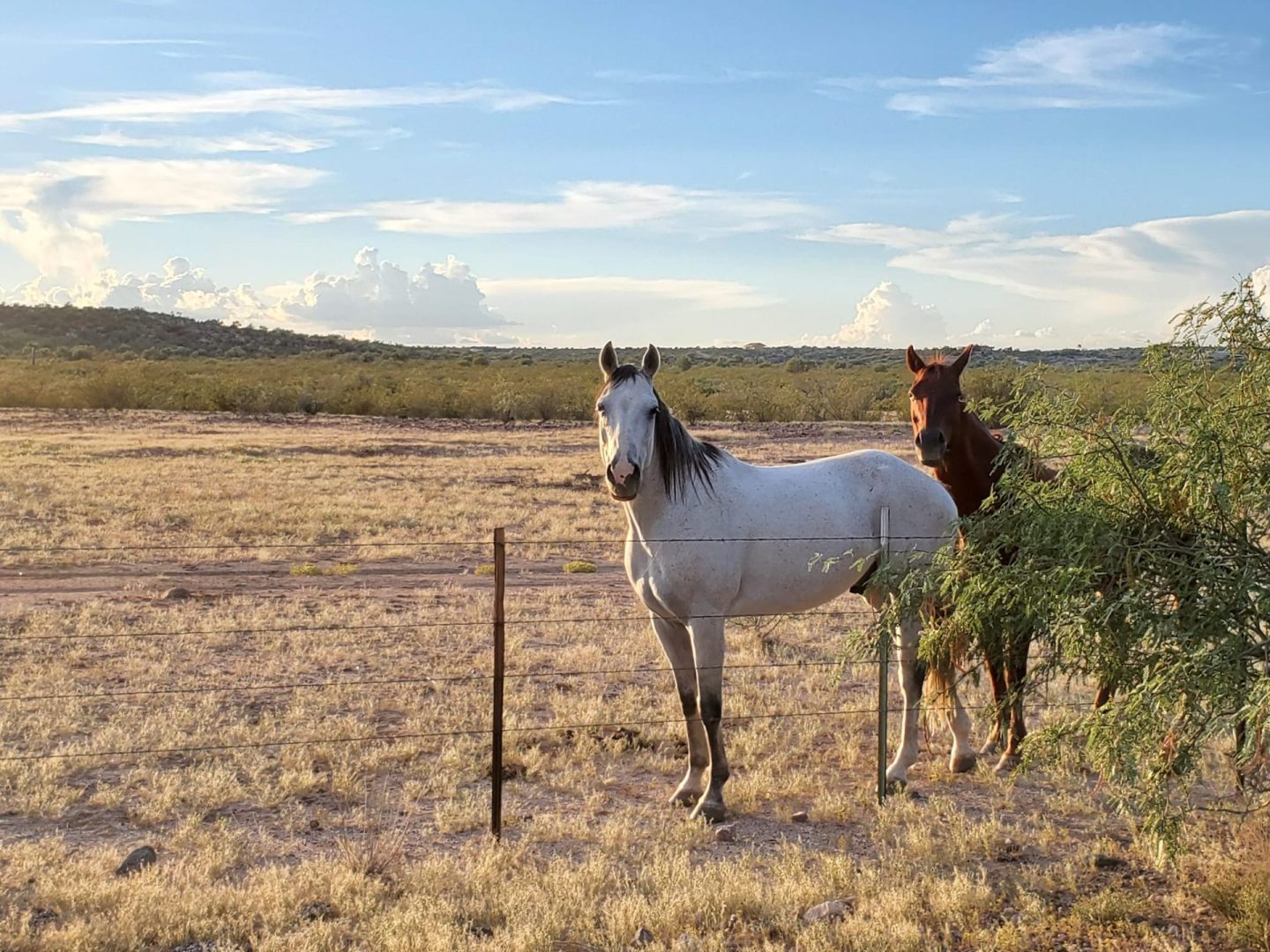 2024 Cowgirl Weekend Flying E Ranch   307649432 525771719557670 4751769143788456011 N Scaled 