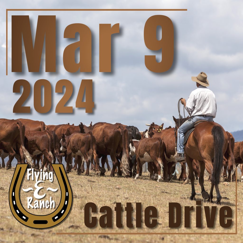 Cattle Drive Mar 9