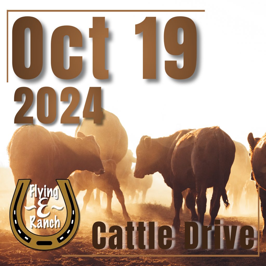 Cattle Drive - 2024 Oct 19