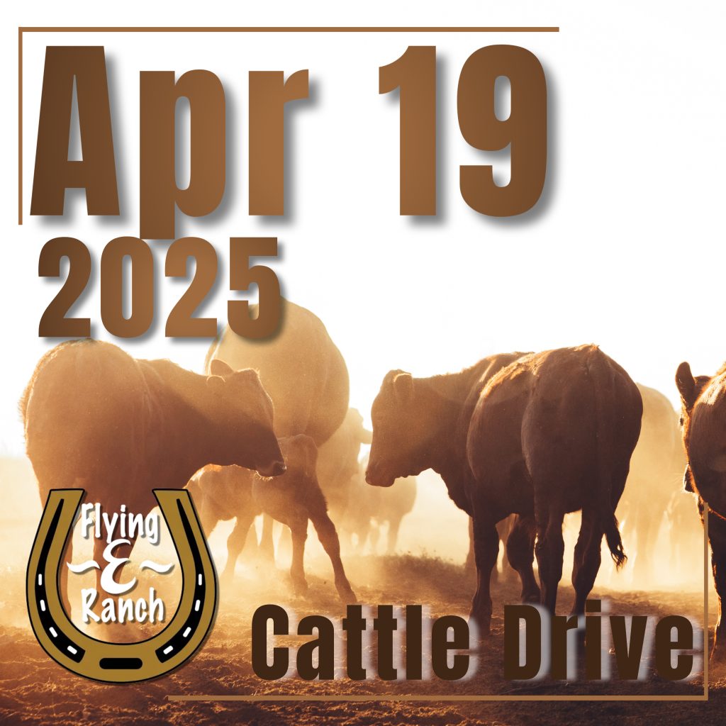 Cattle Drive - 2025 Apr 19