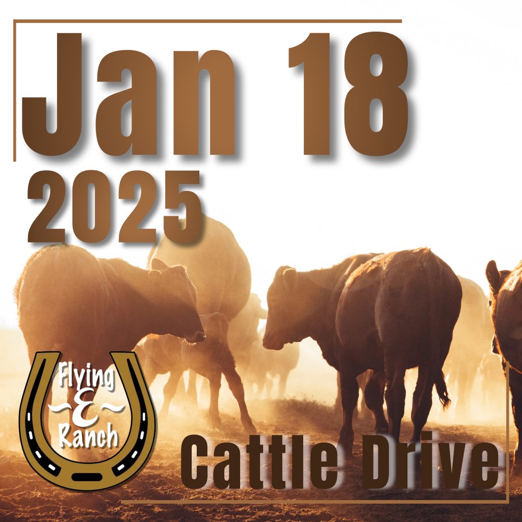 Cattle Drive - 2025 Jan 18