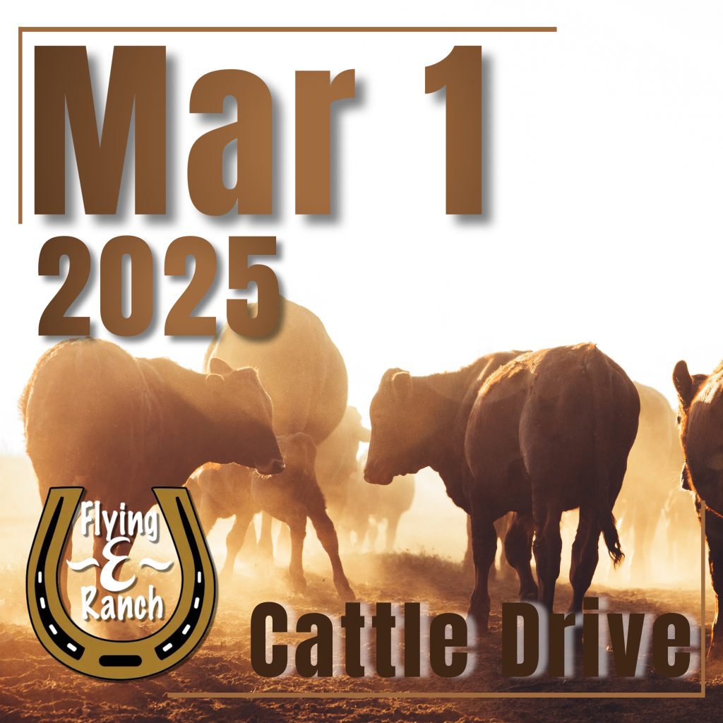 Cattle Drive - 2025 Mar 1